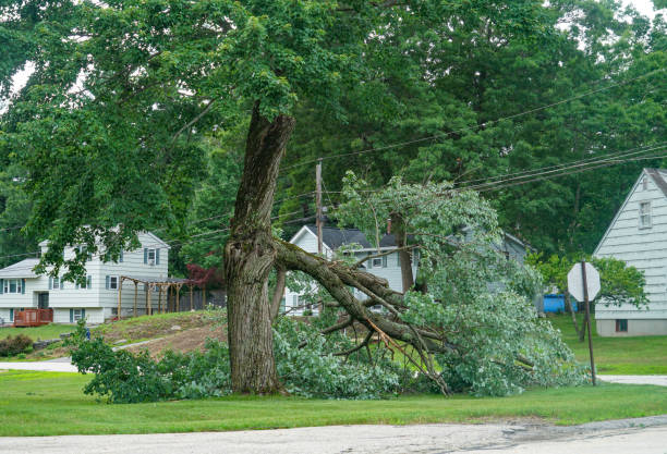 Best Tree Cutting Near Me  in Woodcrest, CA